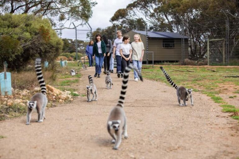 Land of the Lemurs Experience & a Day at Monarto Safari Park - Practical Details and Tips for Your Visit