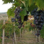 Langhe: grape seasons. Winery and vineyard tour with tasting - Practical Aspects and Value