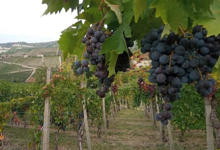 Langhe: grape seasons. Winery and vineyard tour with tasting - Practical Aspects and Value