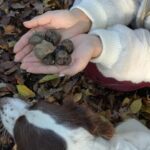 Langhe Truffle hunting Experience - FAQs