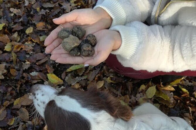 Langhe Truffle hunting Experience - FAQs