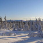 Lapland: A Day at a Traditional Log Cabin & Snowshoe Trek - Who Would Enjoy This Tour?