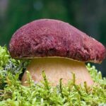Lapland Berry Day Experience - Authenticity and Value in Context