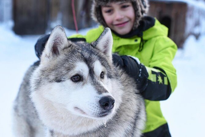 Lapland Husky Safari from Saariselkä - The Value: More Than Just a Ride