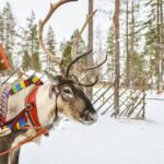 Lapland Reindeer and Husky Safari from Rovaniemi - A Deep Dive Into the Arctic Safari