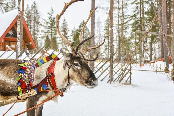 Lapland Reindeer and Husky Safari from Rovaniemi - A Deep Dive Into the Arctic Safari