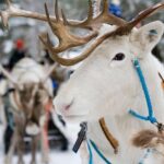 Lapland Reindeer Safari from Rovaniemi - The Experience in Detail