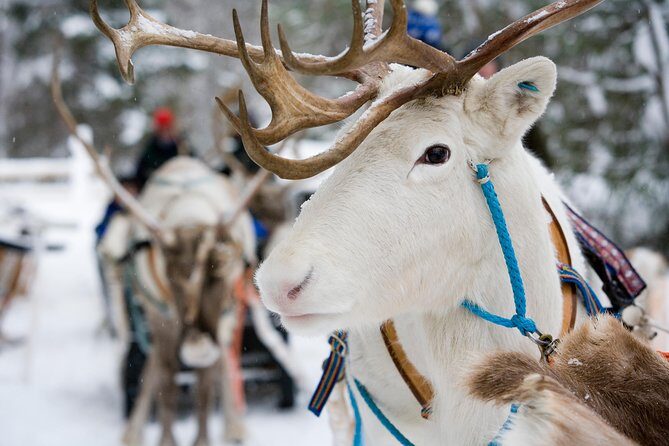 Lapland Reindeer Safari from Rovaniemi - The Experience in Detail