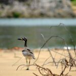 LARC! Paradise Tour: Beach, Lunch and Sandboarding - Exploring the Details of the Paradise Tour