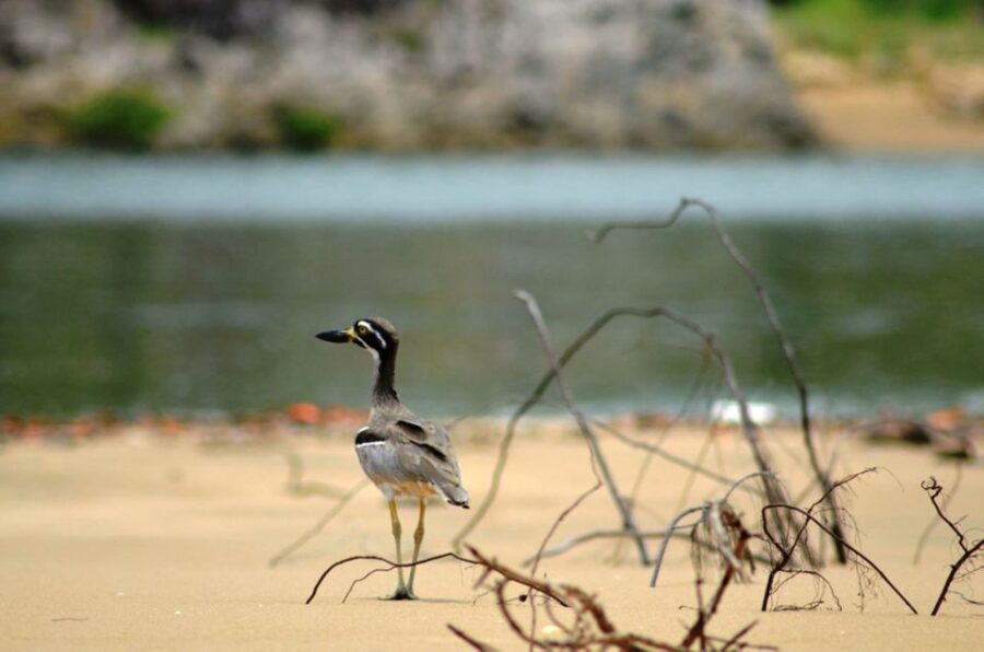 LARC! Paradise Tour: Beach, Lunch and Sandboarding - Exploring the Details of the Paradise Tour