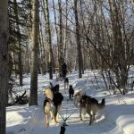 Large Groups for Mushing Activity - Authenticity, Value, and Why It Works