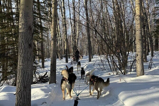 Large Groups for Mushing Activity - Authenticity, Value, and Why It Works