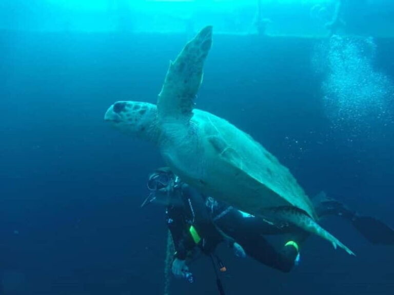 Larnaca: Private Zenobia Beginners Divers - A Detailed Breakdown of the Experience