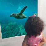 Larnaca: Yellow Submarine Swim Cruise with Unlimited Drinks - The Experience: What You Can Expect