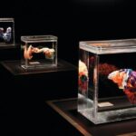 Las Vegas: BODIES | The Exhibition at the Luxor - Who Should Consider Visiting?