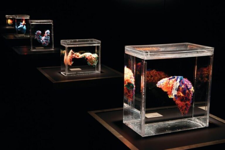 Las Vegas: BODIES | The Exhibition at the Luxor - Who Should Consider Visiting?