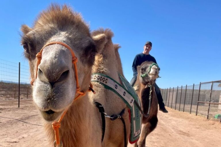Las Vegas: Desert Camel Ride - Who Is This Tour Best For?