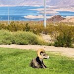 Las Vegas: Guided Kayak Tour from Willow Beach to Emerald Cave - Practical Details and Tips