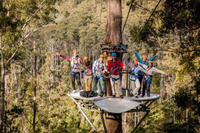 Launceston: Hollybank Forest Treetop Zip Lining with Guide - Practical details and considerations