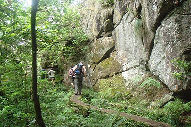 Laurissilva Forest Walk - Authentic Experiences and Authentic Reviews
