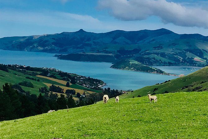 Lava Loop- Guided electric mountain bike tour in Akaroa - A Closer Look at the Lava Loop Experience