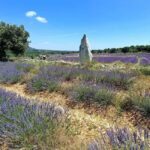 Lavande Guided Tour And Live Distillation - Who Should Consider This Tour?