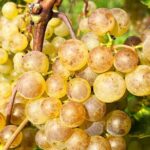 Lavaux: Vineyard Experience - A Deep Dive into the Lavaux: Vineyard Experience