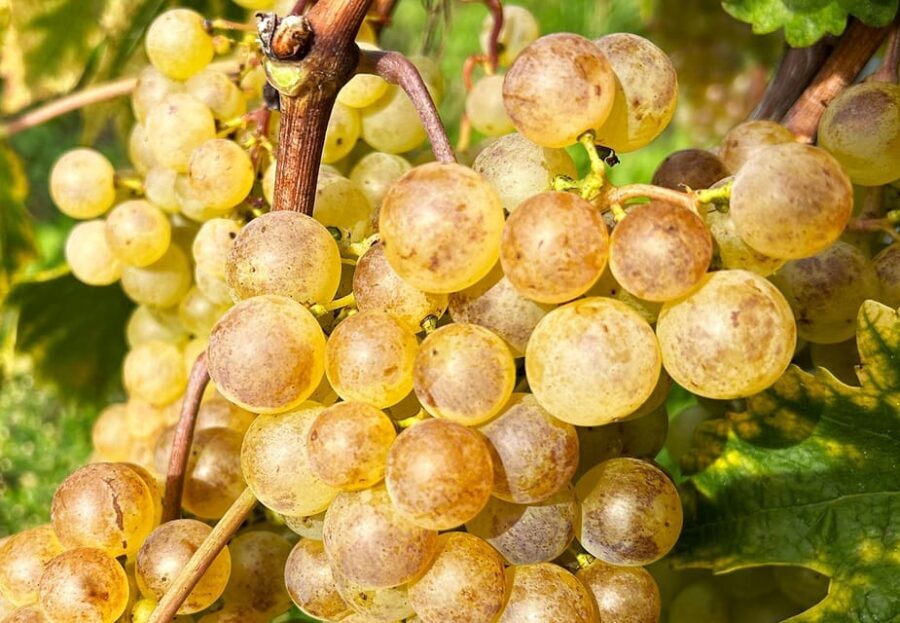 Lavaux: Vineyard Experience - A Deep Dive into the Lavaux: Vineyard Experience