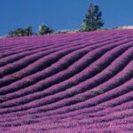 Lavender Fields Tour - Who Should Take This Tour?