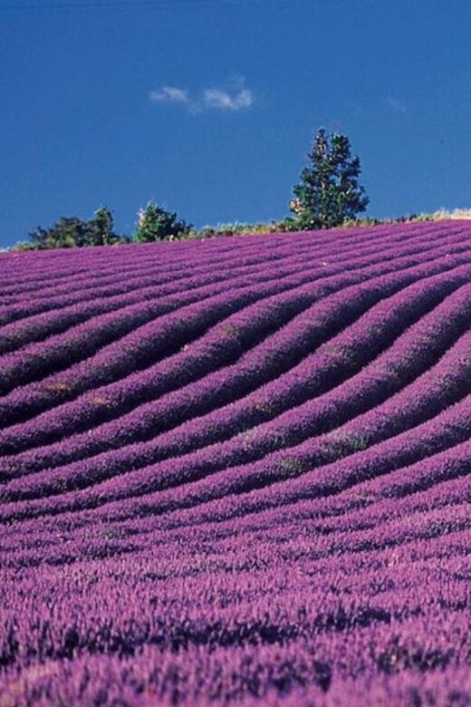 Lavender Fields Tour - Who Should Take This Tour?