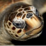 Le Grau-du-Roi: Seaquarium Skip-the-Line Entrance Ticket - FAQ