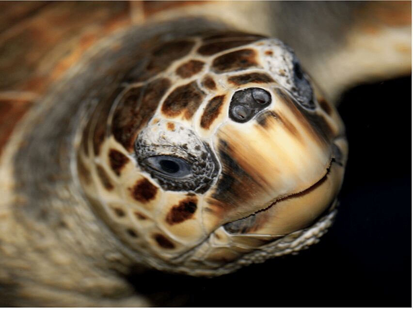 Le Grau-du-Roi: Seaquarium Skip-the-Line Entrance Ticket - FAQ