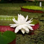 Leiden: Hortus Botanicus Entry Ticket - What You Can Expect From Your Visit