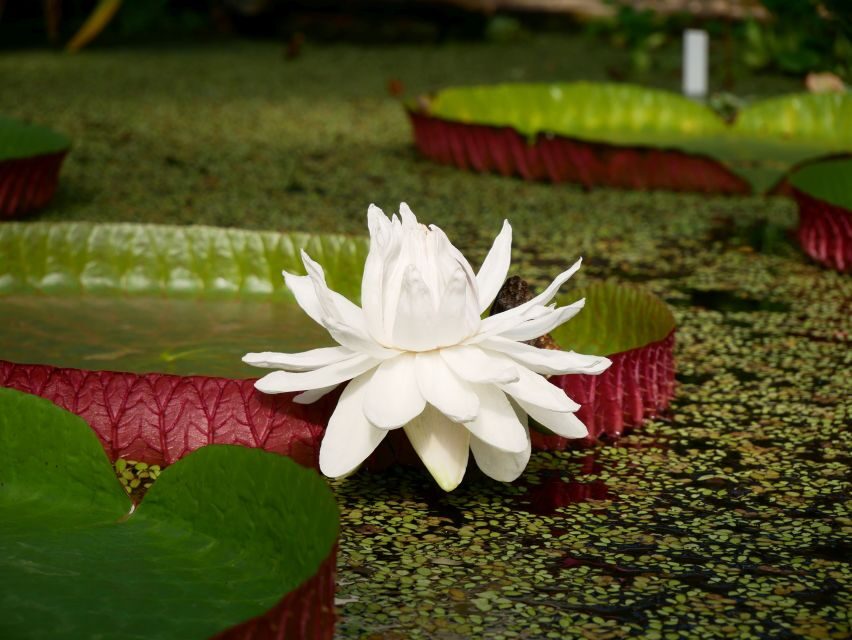 Leiden: Hortus Botanicus Entry Ticket - What You Can Expect From Your Visit
