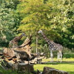 Leipzig: Segway Tour - Explore City, Zoo & a Stunning View - Value and Practicality