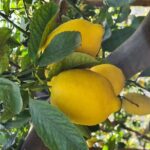 Lemon path hike - Amalfi coast - Practical Details and Tips