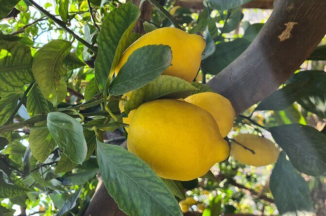 Lemon path hike - Amalfi coast - Practical Details and Tips