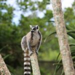 Lemur Experience at Melbourne Zoo - excl. entry - FAQs about the Lemur Experience at Melbourne Zoo