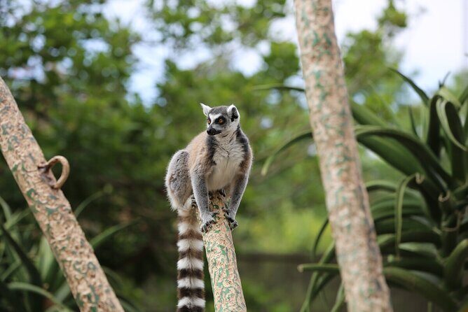 Lemur Experience at Melbourne Zoo - excl. entry - FAQs about the Lemur Experience at Melbourne Zoo