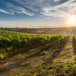 Leon: Viñedo Tierra de Luz Tour with Wine Tasting - Who Should Consider This Tour?