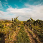 León: Wine Tasting & Vineyard Tour at Viñedo Jalpense - Who Should Consider This Tour?
