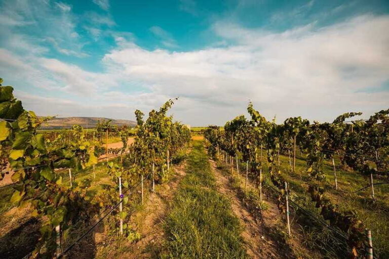 León: Wine Tasting & Vineyard Tour at Viñedo Jalpense - Who Should Consider This Tour?