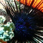 Lets Go Diving with pickup from hotel - Key Points