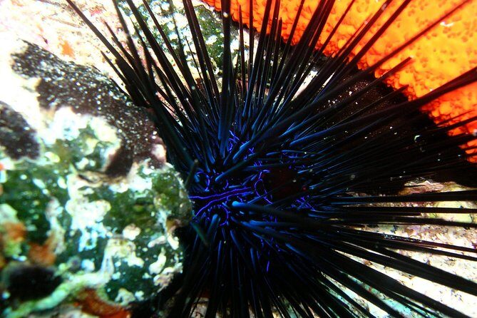 Lets Go Diving with pickup from hotel - Key Points