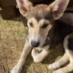 Levi: 2 KM Husky Summer Sledding with wheels - Final Thoughts: Is It Worth It?