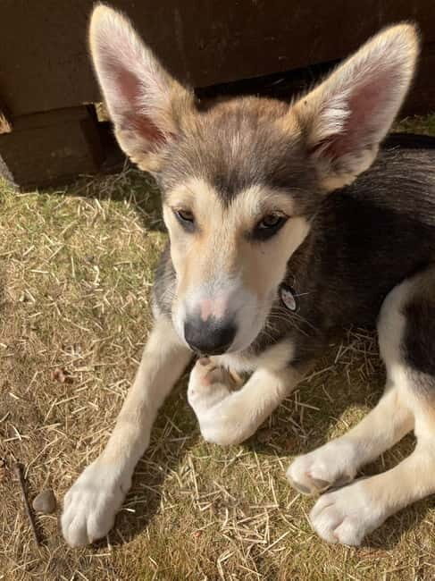 Levi: 2 KM Husky Summer Sledding with wheels - Final Thoughts: Is It Worth It?