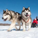 Levi: 2 km Thrilling Husky Sled Ride - A Deep Dive into the Husky Sled Experience
