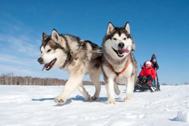 Levi: 2 km Thrilling Husky Sled Ride - A Deep Dive into the Husky Sled Experience