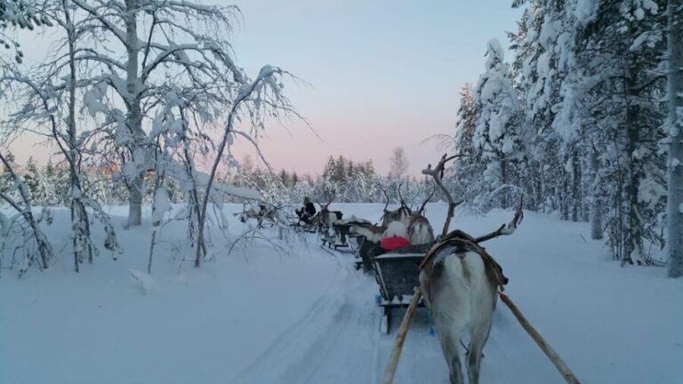 Levi: 3km Reindeer Sleigh Ride in the forest at night - Value and Practical Considerations