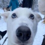 Levi: 5 Km Husky Sledding Ride in Levi - How the Tour Looks Step-by-Step